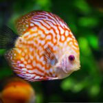 peces