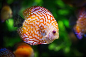 peces
