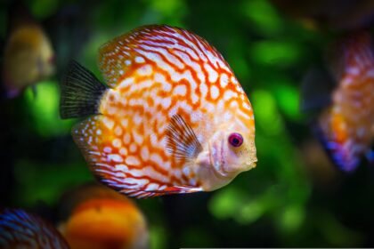 peces
