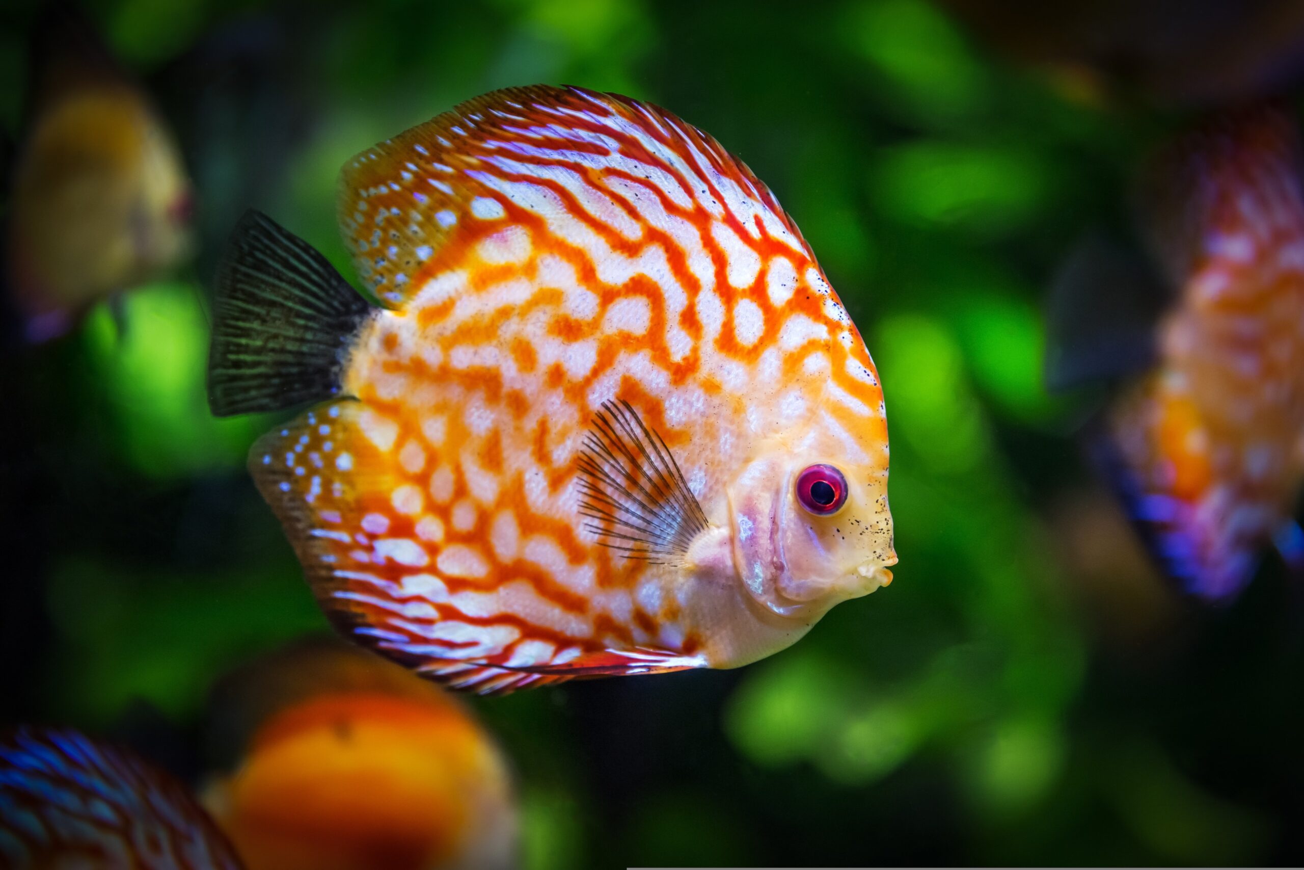 peces